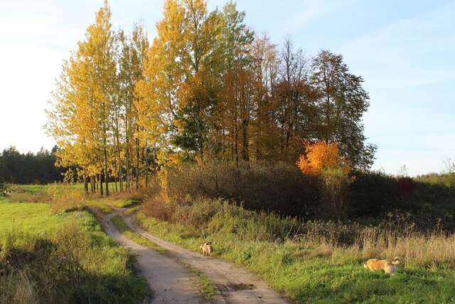 Фермерские дома Pod tulipanem nad jeziorem Zawady Oleckie-26